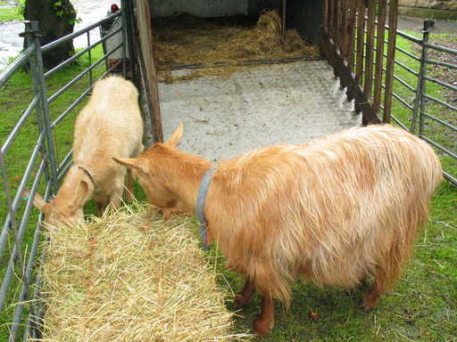 Goats relaxing in the park.