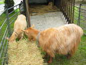 Goats relaxing in the park.