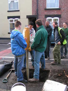 Tree planting preparation