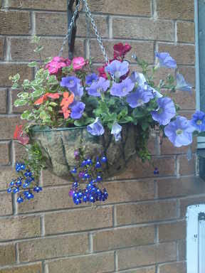 Hanging Basket
