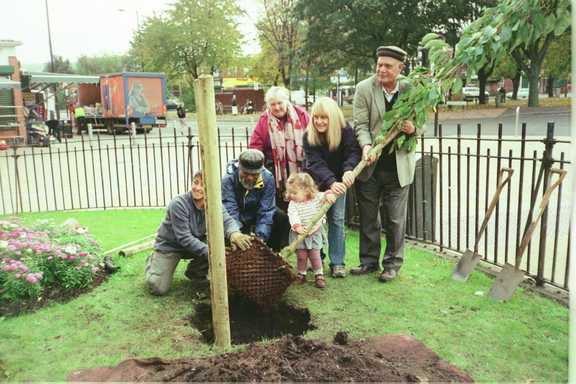 Replanting tree