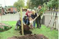 Replanting tree