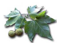 Plane Tree Leaf 
