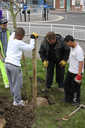 Tree Planting