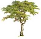 Tree Pic