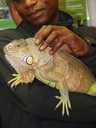 Stroking the Iguana