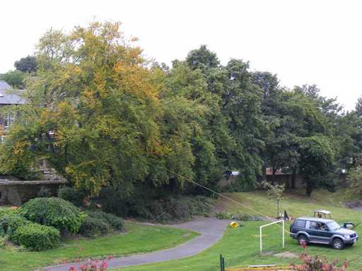 One of Abbeyfield Park's large trees before felling