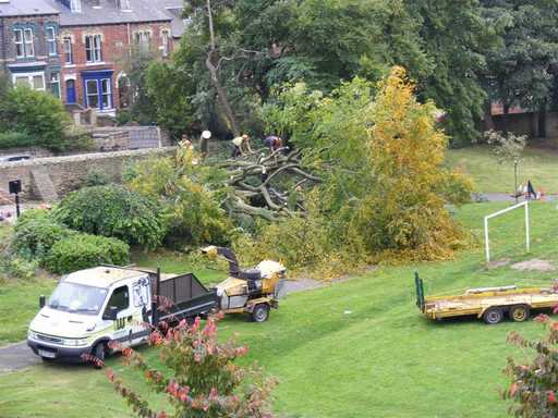 Very large tree after being felled