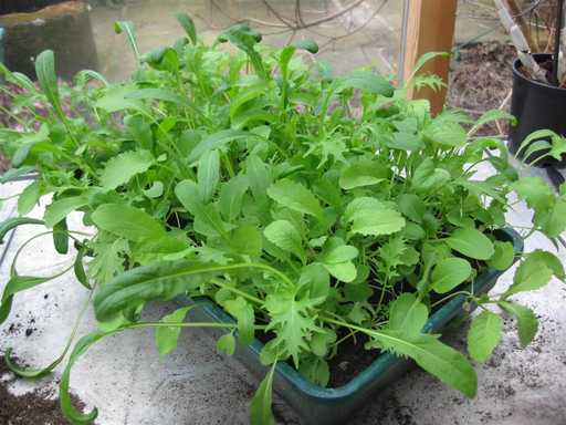 Ready to harvest. Thompson and Morgan mixed salad leaves sown 1st February.