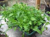 Ready to harvest. Thompson and Morgan mixed salad leaves sown 1st February.