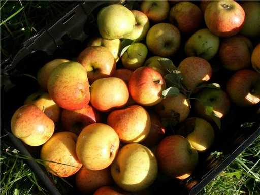 An Abundance of Apples