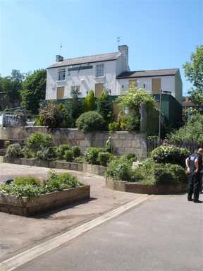 New shrubs at Carwood