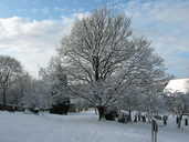 Snow tree