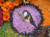 One of our endangered birds