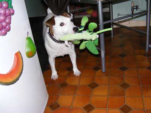 Mrs. Schofield's dog