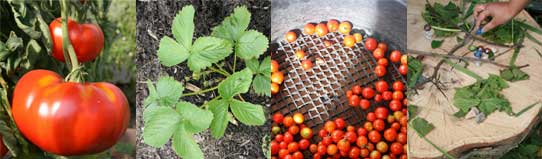Tomatoes and herbs