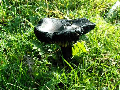 Blackening Waxcap 
