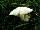 Snowy Waxcap 
