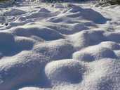 Snow-covered vegetables