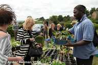 plant sale at allotment open day