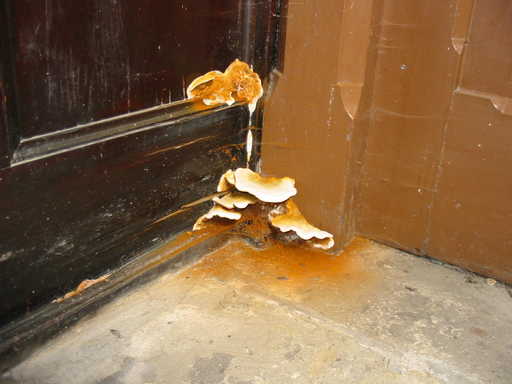 Dry Rot