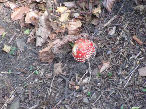 Fly Agaric