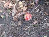 Fly Agaric