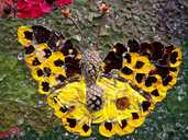 Well Dressing Butterfly 100 3197
