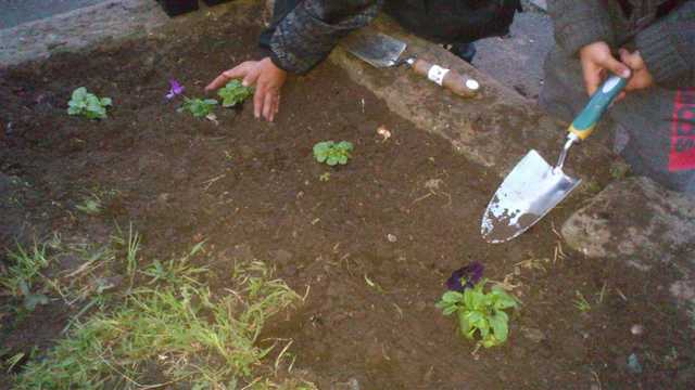 Bulb Planting by the Eden  Project