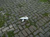 There is a lot of rubbish. Sheffield is very clean but not in this area.