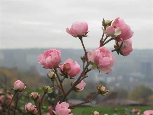 Flowers and Wildlife is good