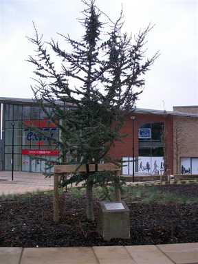 Caborn Corner Blue Atlas Cedar