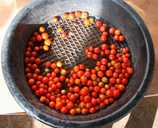 Tomatoes grown by Green City Action