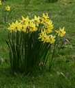 Daffodils