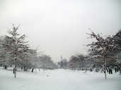 Central Lane in the snow