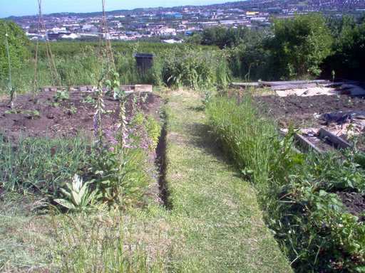 Grimesthorpe Allotments