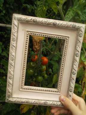 A SAGE Greenfingers user's 'framed' photo