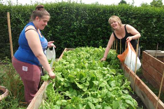 Hope Allotment First Harvest