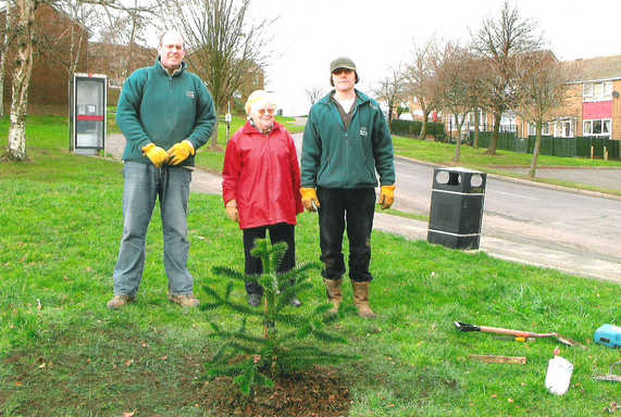 Firs Hill Monkey Puzzle Tree