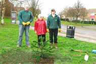 Firs Hill Monkey Puzzle Tree