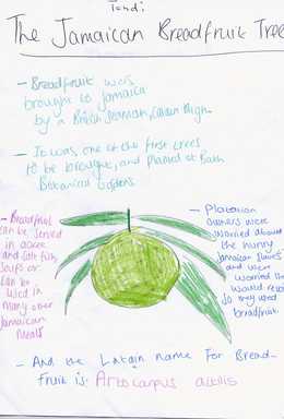 Breadfruit