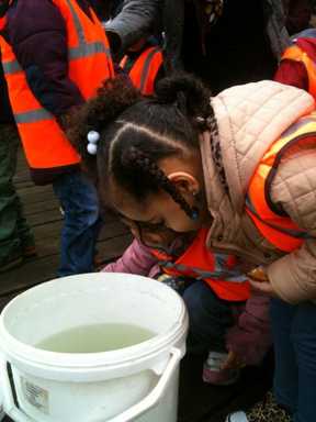 A last look before the brown trout are released into the wild