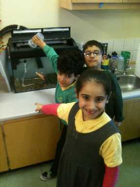 The school children hand reared the brown trout