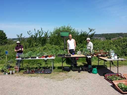 Grimesthorpe Allotments Plant sale