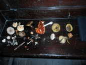 A few of the mushrooms we found