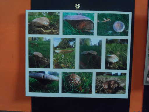 mushroom collage