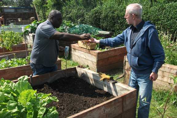 Hope Allotment Sowing Giant Mustard