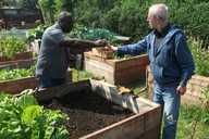Hope Allotment Sowing Giant Mustard