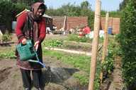 Hope Allotment Watering The Raspberries