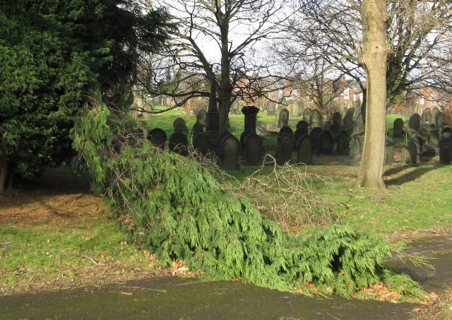 Img 2335 640x453 tree damage 2